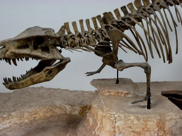 paleontologia oggetto di studio